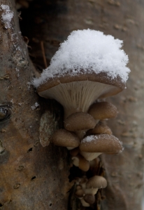 Mushrooms crop