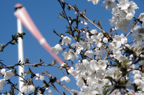Blossom1.jpg